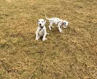 Spot, a male Dalmatian for sale in Addison, IL – Photo 6 of 7