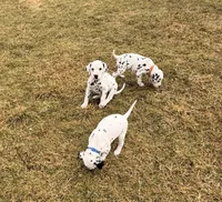 Spot, a male Dalmatian for sale in Addison, IL – Photo 7 of 7