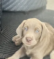 Coco, a female Labrador Retriever for sale in Addison, IL – 2 of 6