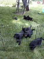 Tank, a male Golden Retriever and Labrador Retriever for sale in Addison, IL – 6 of 6