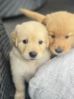 Simba, a male Golden Retriever for sale in Addison, IL – 3 of 3