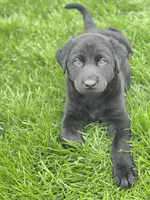 Blackie, a male Labrador Retriever for sale in Addison, IL – Photo 2 of 2