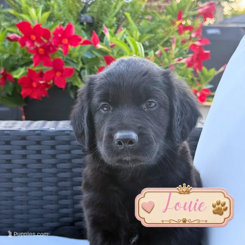 Tank – Golden Retriever, Labrador Retriever puppy for sale in Addison, IL