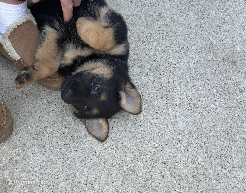 Princess 👸  – German Shepherd Dog puppy for sale in Addison, IL