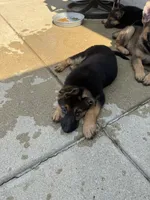 Cody, a male German Shepherd Dog for sale in Addison, IL – 3 of 3