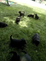 Tank, a male Golden Retriever and Labrador Retriever for sale in Addison, IL – 5 of 6