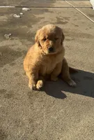 Simba , a male Golden Retriever for sale in Addison, IL – Photo 1 of 4