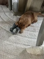 Simba , a male Golden Retriever for sale in Addison, IL – Photo 3 of 4