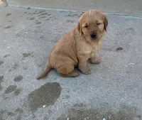 Simba , a male Golden Retriever for sale in Addison, IL – Photo 2 of 4