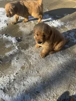 Simba , a male Golden Retriever for sale in Addison, IL – Photo 4 of 4