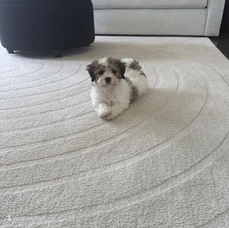 Sally – Shorkie puppy for sale in Addison, IL
