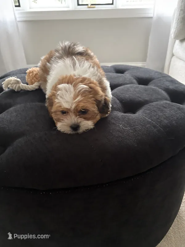 Sally – Shorkie puppy for sale in Addison, IL
