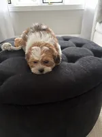 Sally, a female Shorkie for sale in Addison, IL – 1 of 4