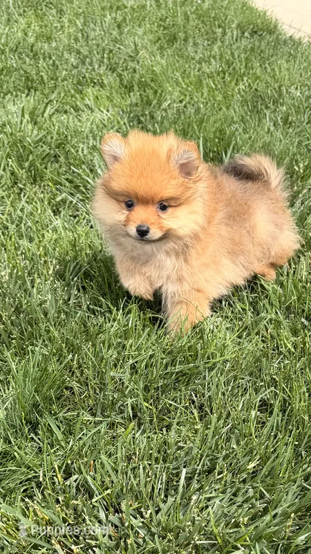 Foxie – Pomeranian puppy for sale in Addison, IL
