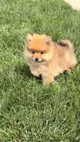 Foxie, a female Pomeranian for sale in Addison, IL – 1 of 2