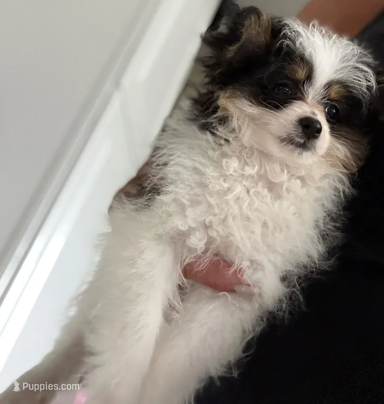Angel – Pomapoo puppy for sale in Addison, IL