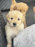 Simba, a male Golden Retriever for sale in Addison, IL – Photo 5 of 7