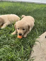 Simba, a male Golden Retriever for sale in Addison, IL – Photo 7 of 7