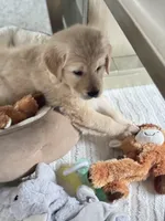 Simba, a male Golden Retriever for sale in Addison, IL – Photo 6 of 7