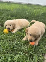 Simba, a male Golden Retriever for sale in Addison, IL – Photo 1 of 7