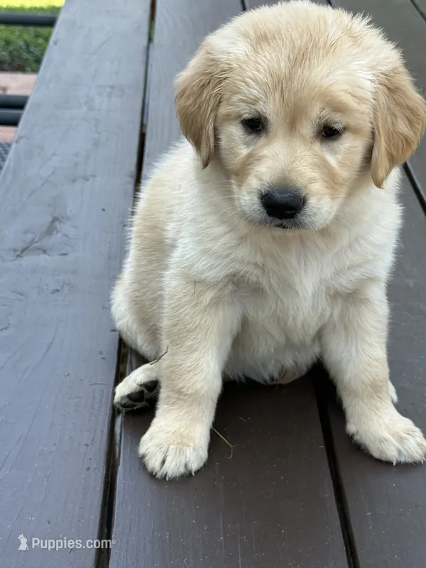 Nala  – Golden Retriever puppy for sale in Addison, IL