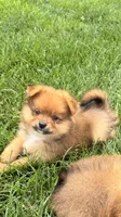 Foxie, a female Pomeranian for sale in Addison, IL – 2 of 2