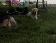 Tank, a male Golden Retriever and Labrador Retriever for sale in Addison, IL – 4 of 6