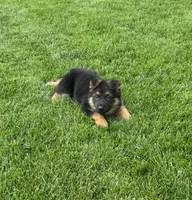 Princess 👸 , a male German Shepherd Dog for sale in Addison, IL – 2 of 3