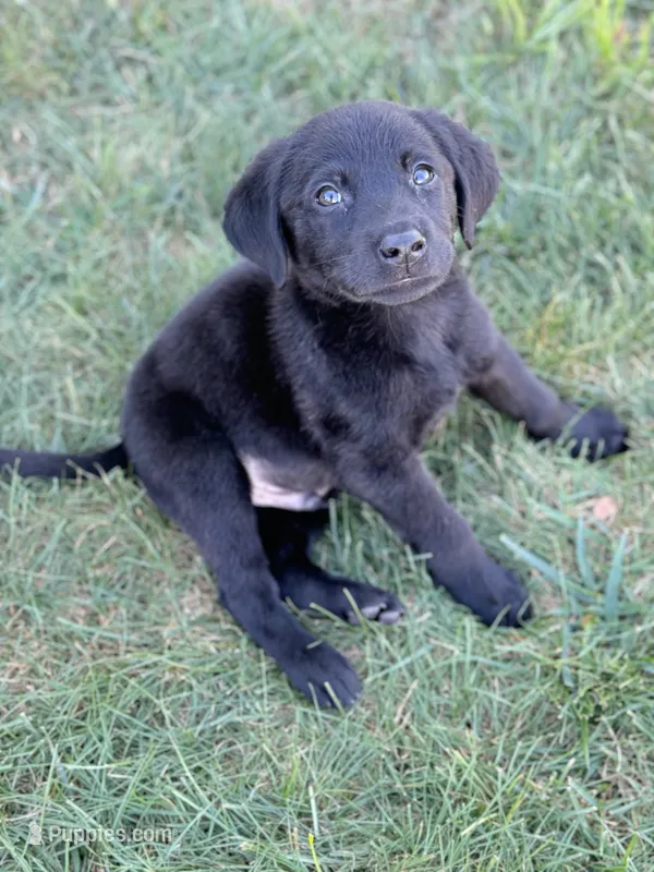 Tank – Golden Retriever, Labrador Retriever puppy for sale in Addison, IL