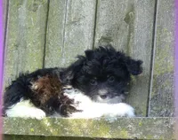 Timmy, a male Pomapoo for sale in Addison, IL – 1 of 1