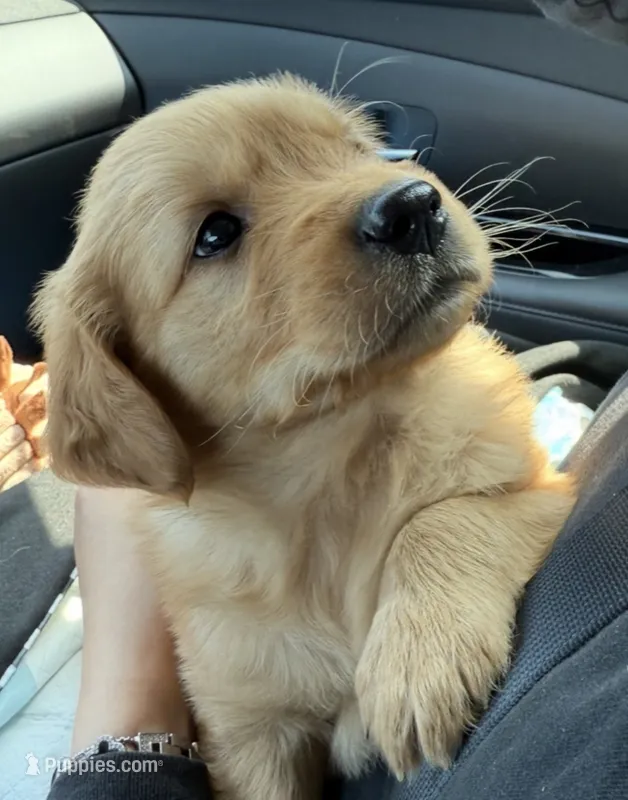 Simba – Golden Retriever puppy for sale in Addison, IL