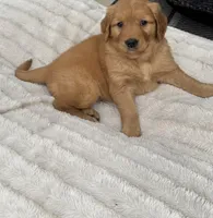 Lucy, a female Golden Retriever for sale in Addison, IL – Photo 1 of 2