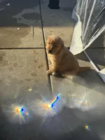 Lucy, a female Golden Retriever for sale in Addison, IL – Photo 2 of 2