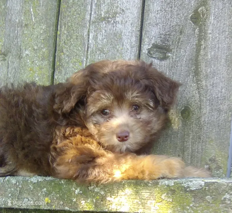 Lucy  – Pomapoo puppy for sale in Addison, IL