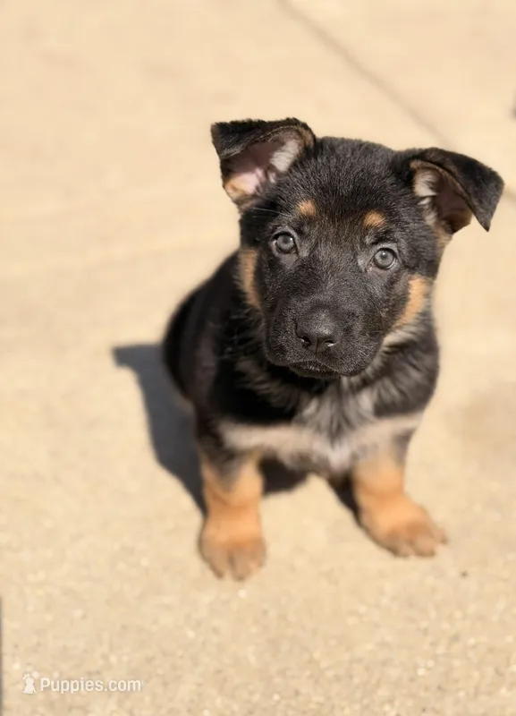 Princess  – German Shepherd Dog puppy for sale in Addison, IL