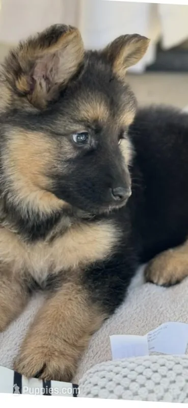 Princess  – German Shepherd Dog puppy for sale in Addison, IL