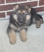 Princess , a female German Shepherd Dog for sale in Addison, IL – Photo 2 of 3