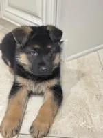 Princess , a female German Shepherd Dog for sale in Addison, IL – Photo 3 of 3