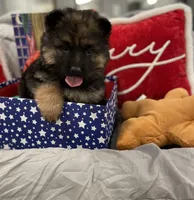 Fur babies, a male German Shepherd Dog for sale in Addison, IL – Photo 5 of 5