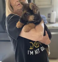 Fur babies, a male German Shepherd Dog for sale in Addison, IL – Photo 2 of 5