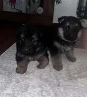 Fur babies, a male German Shepherd Dog for sale in Addison, IL – Photo 3 of 5