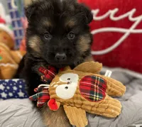 Fur babies, a male German Shepherd Dog for sale in Addison, IL – Photo 1 of 5