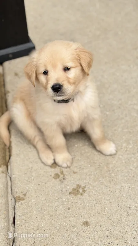 Nala – Golden Retriever puppy for sale in Addison, IL