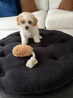 Sally, a female Shorkie for sale in Addison, IL – 3 of 4
