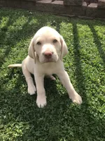 Coco, a female Labrador Retriever for sale in Addison, IL – 6 of 6