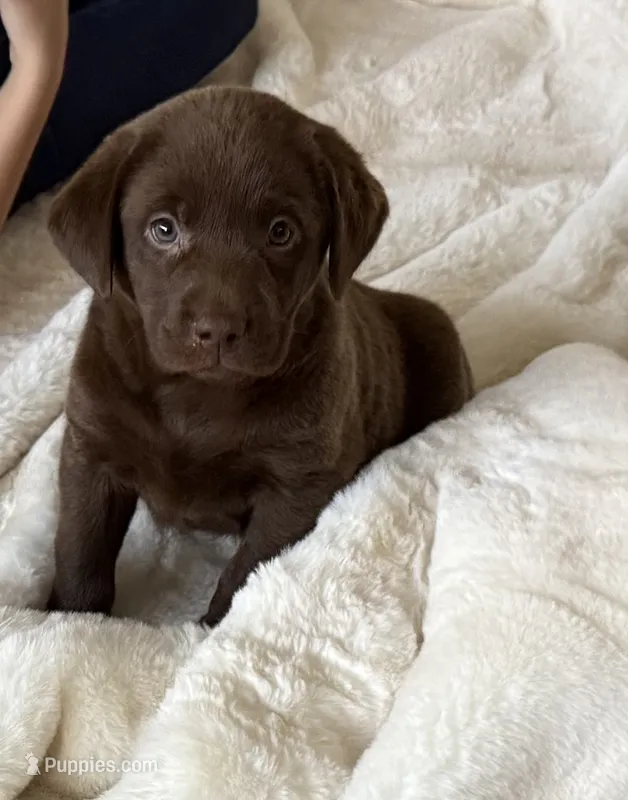 Coco – Labrador Retriever puppy for sale in Addison, IL