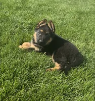 Sarge, a male German Shepherd Dog for sale in Addison, IL – 4 of 4