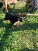 Tabatha, a female German Shepherd Dog for sale in Addison, IL – 2 of 3