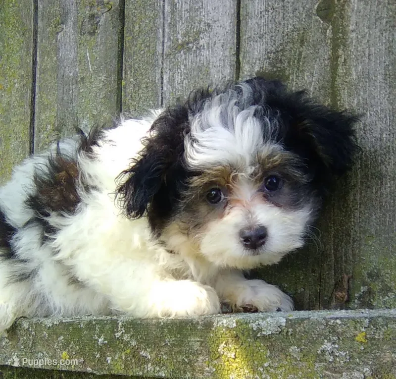 Charlie – Pomapoo puppy for sale in Addison, IL