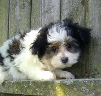 Charlie, a male Pomapoo for sale in Addison, IL – 1 of 1